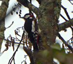 Woodpecker